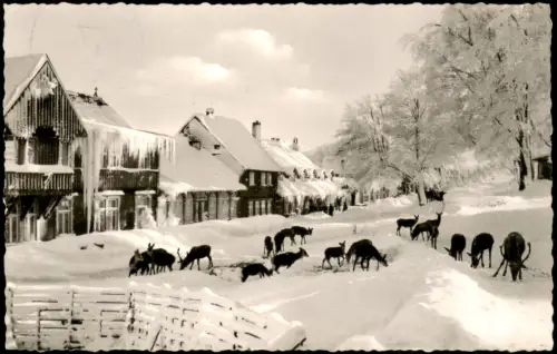 Ansichtskarte Bad Harzburg Wildfütterung am Molkenhaus 1960