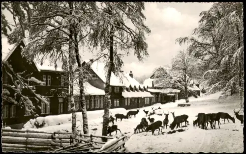 Bad Harzburg Wildfütterung am Harzhotel Molkenhaus im Winter 1965