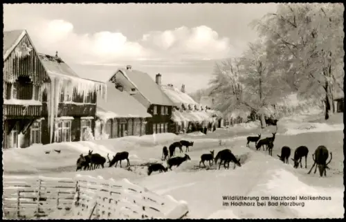 Bad Harzburg Wildfütterung am Harzhotel Molkenhaus im Winter 1955