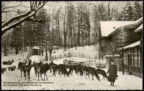 Bad Harzburg Wildfütterung am Harzhotel Molkenhaus im Winter 1960