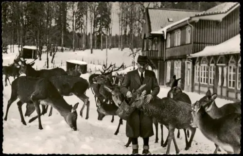 Ansichtskarte Bad Harzburg Wildfütterung am Harzhotel Molkenhaus 1955
