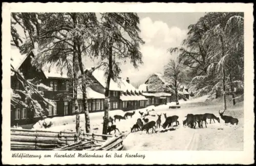 Ansichtskarte Bad Harzburg Wildfütterung am Harzhotel Molkenhaus 1955