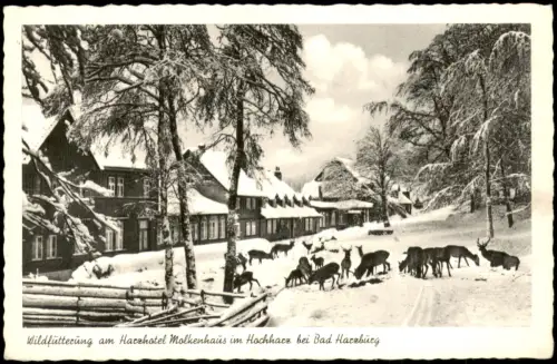 Bad Harzburg Wildfütterung am Harzhotel Molkenhaus im Winter 1956
