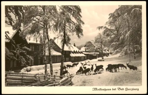 Ansichtskarte Bad Harzburg Wildfütterung am Wintersportplatz Molkenhaus 1935