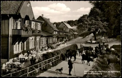 Bad Harzburg Harzhotel Molkenhaus mit Außenbewirtschaftung und Kuhherde 1950