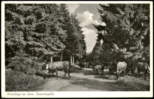 Ansichtskarte Braunlage Damenkapelle Kuhherde 1960