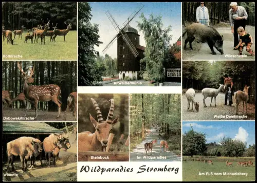 Cleebronn MB Wildparadies Stromberg Wisente, Wildschwein, Altweibermühle 1975