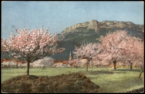 Ansichtskarte .Tirol Obstblüte in Tirol 1908