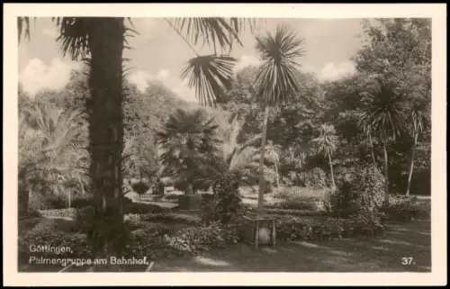 Ansichtskarte Göttingen Palmengruppe am Bahnhof 1930