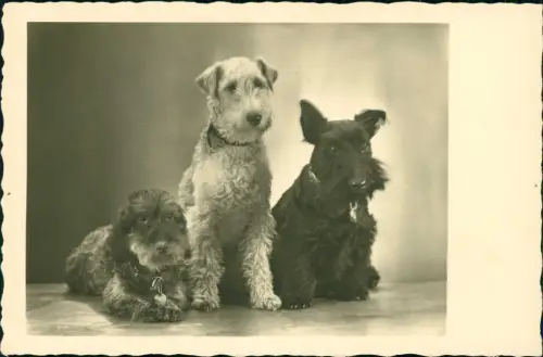 Ansichtskarte  Fotokunst Tiere - Hunde in drei Farben 1951