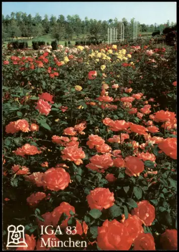 München IGA Intern. Gartenbau-Ausstellung Rosen-Garten Beetrosen 1983