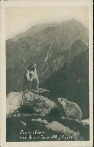 Oberstdorf (Allgäu) Allgäuer Alpen Murmeltiere vor ihrem Bau - Fotokarte 1930