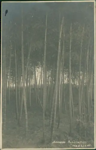 Postcard Nagasaki BAMBOO PLANTATION - Fotokarte Nippon Japan 1923