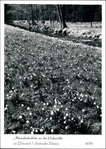 Hohnstein (Sächs. Schweiz) Polenztal Märzenbecher Bockmühle 1965
