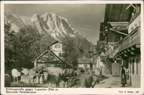 Ansichtskarte Garmisch-Partenkirchen Frühlingstrasse Viehtrieb Fotokarte 1959