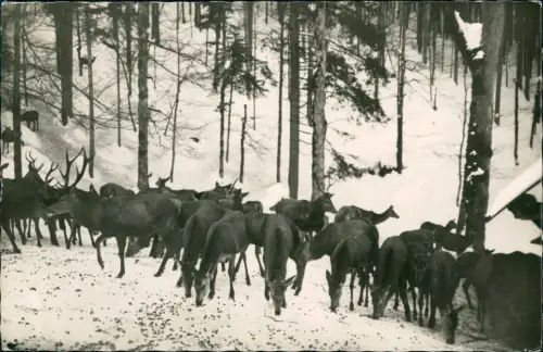 Ansichtskarte .Deutschland Wildfütterung im Harz im Winter 1963