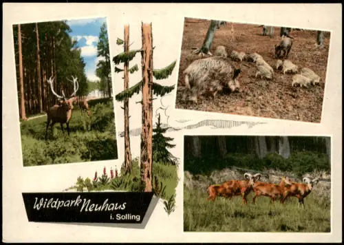 Neuhaus im Solling-Holzminden Wildpark Rotwild, Wildschweine und Mufflons 1987