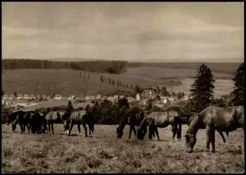 Neuhaus im Solling-Holzminden Trakehner Pferde auf der Weide 1967