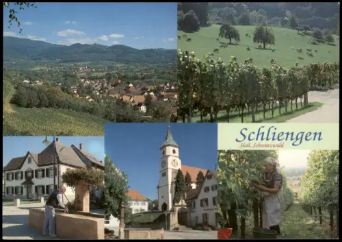 Schliengen Mehrbildkarte mit Umland-Ansichten, Weinlese, Ortsansichten 1990