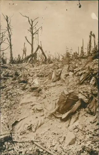 Zerstörtes Schlachtfeld mit zersplitterten Bäumen 1915 Privatfoto