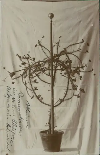 Ansichtskarte  Botanik Christusdorn vor Leinen Schlichtheit Fotokarte 1912