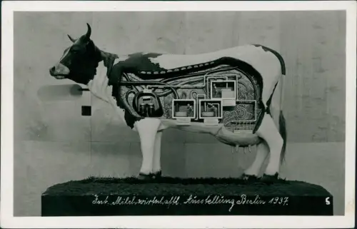 Ansichtskarte Berlin Int. Milchwirtschaft Ausstellung Kuh Fotokunst 1937